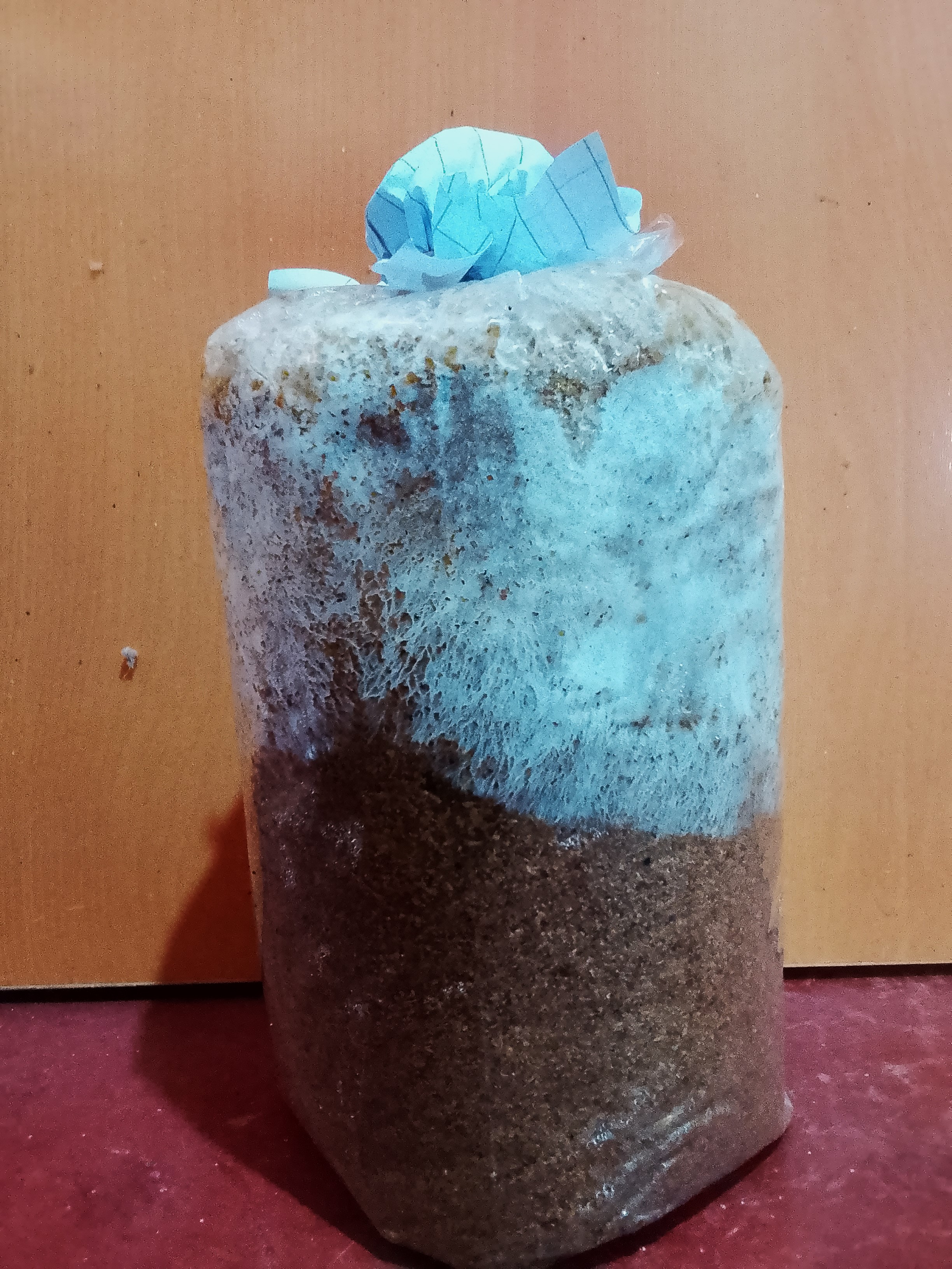 බිම්මල් වගා පොට්