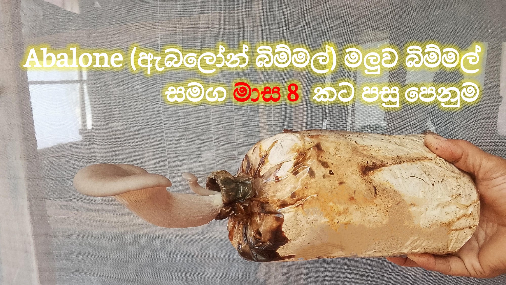 ඇබලෝන් බිම්මල්