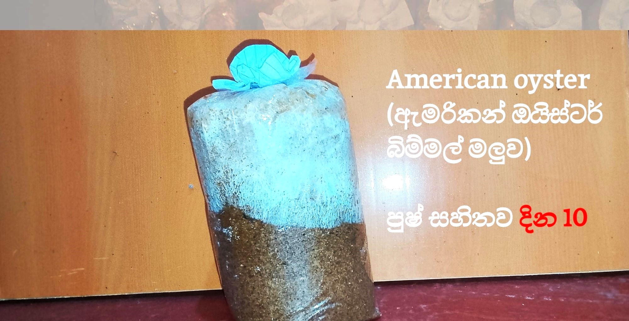 ඇමරිකන් ඔයිස්ටර් බිම්මල් වගා පොට් එක