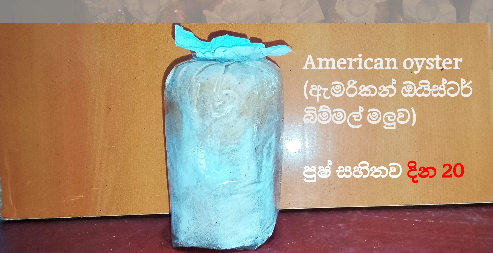 ඇමරිකන් ඔයිස්ටර් බිම්මල් වගා පොට් එකේ වර්ධනය