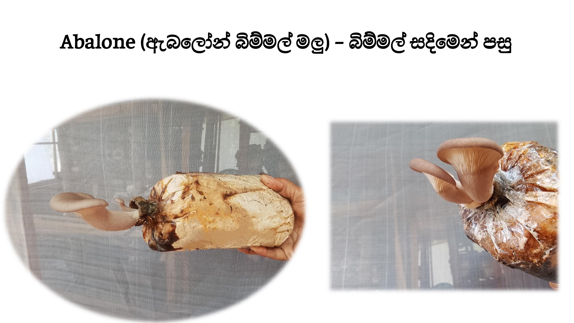 ඇබලෝන් බිම්මල් අස්වැන්න