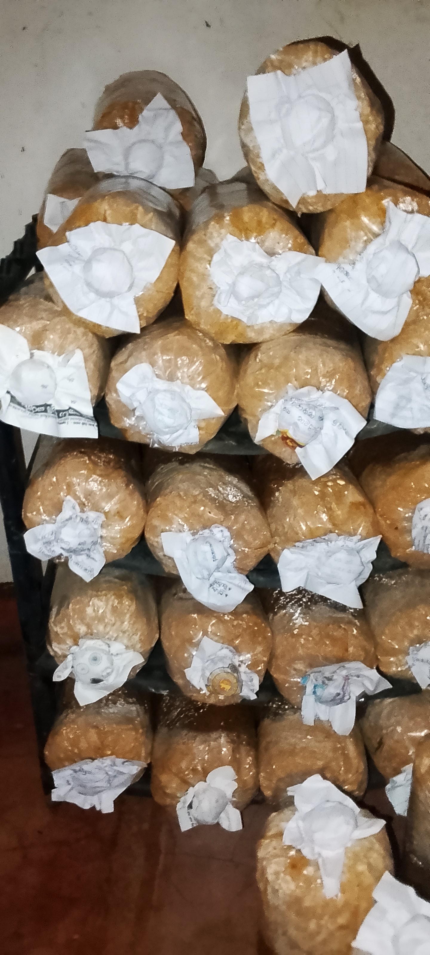 ඇමරිකන් ඔයිස්ටර් බිම්මල්