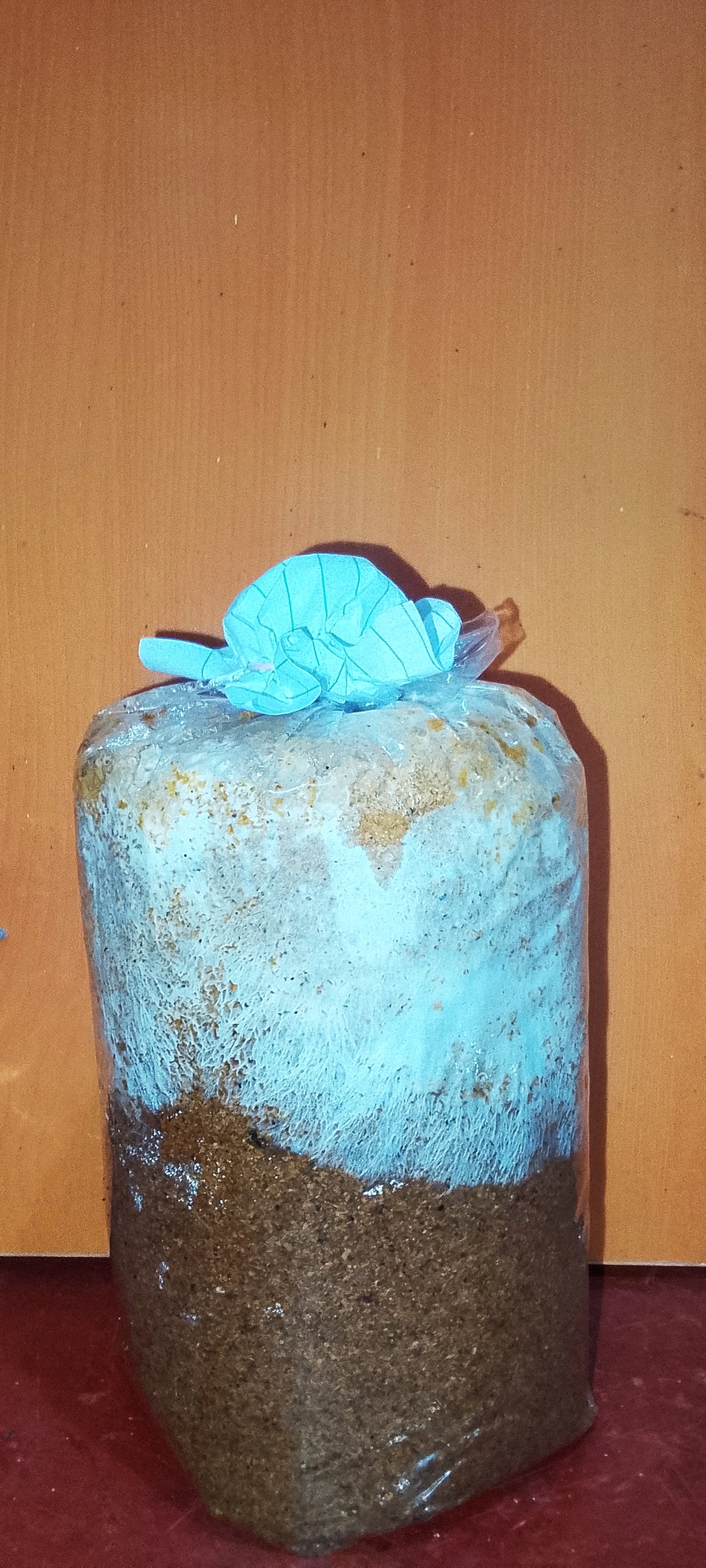 බිම්මල් වගා පොට් එක